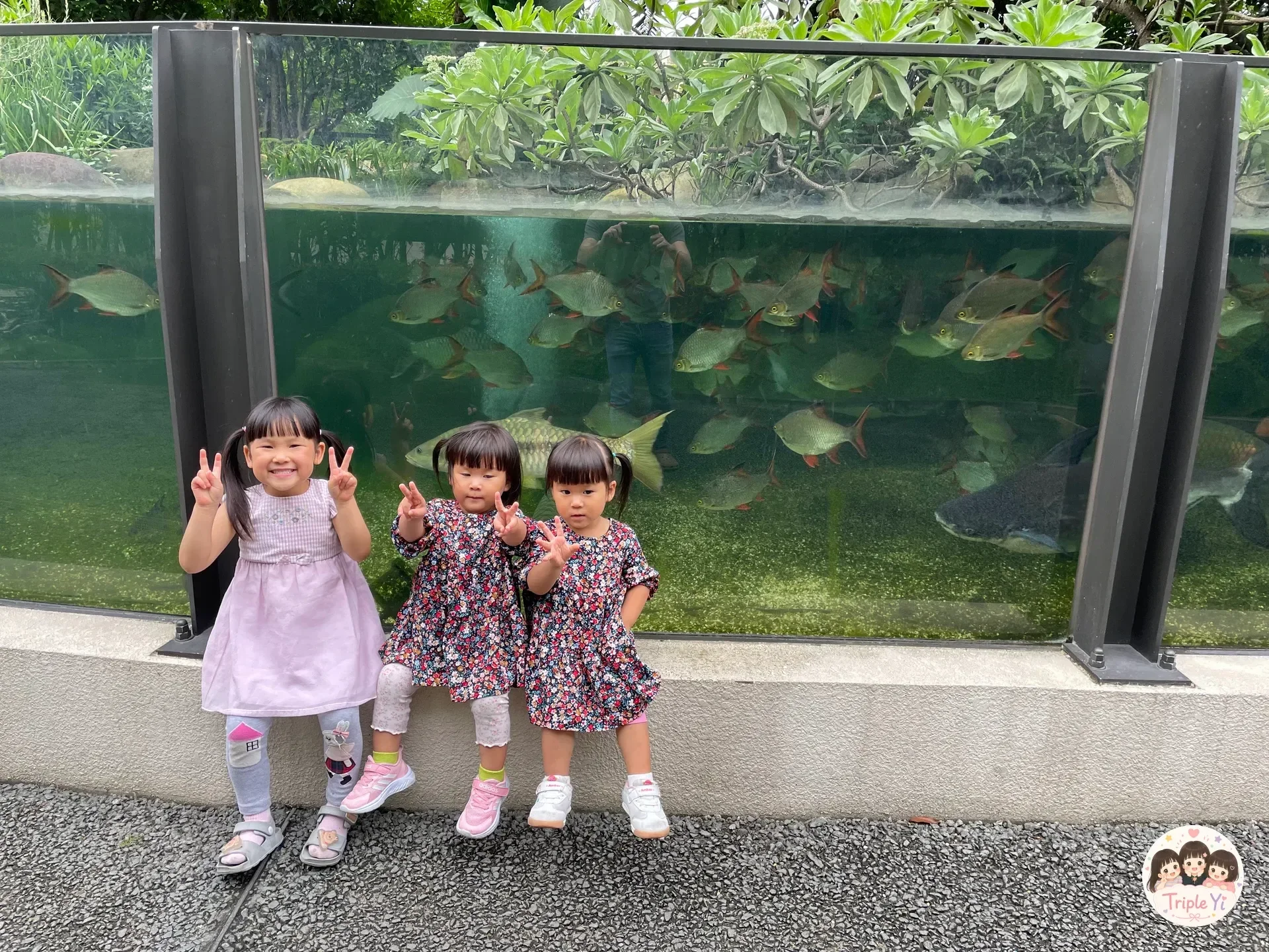戶外的魚缸